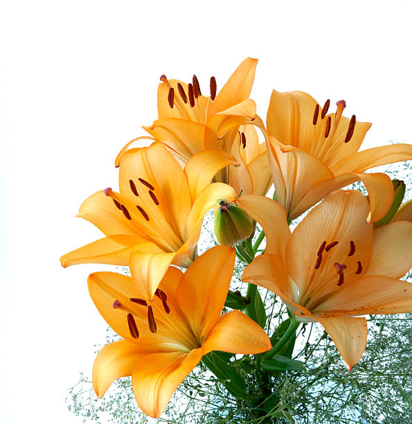 yellow lilies are captured in close-up