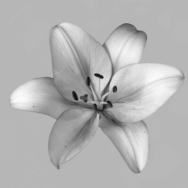 istock yellow lilies are captured in close-up 2222227877