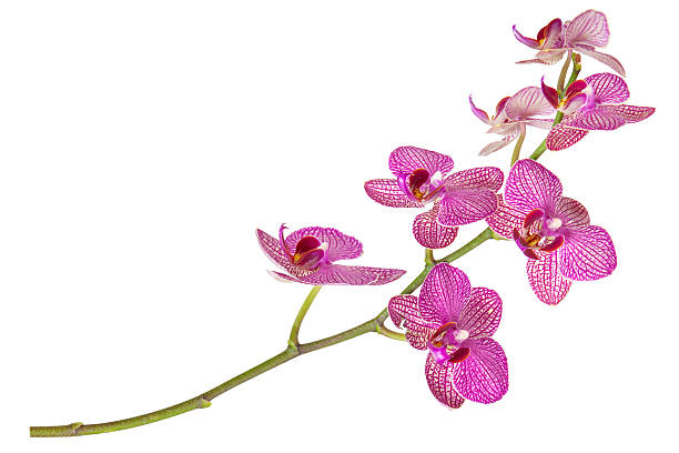istock Striped pink orchid branch on white 2222229479
