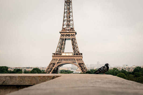 istock A pigeon is perched on a ledge by the Eiffel Tower in Paris 2222230813