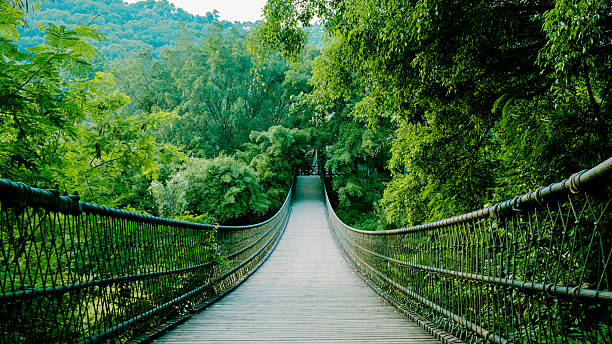 istock The suspension bridge in the forest 2222234267