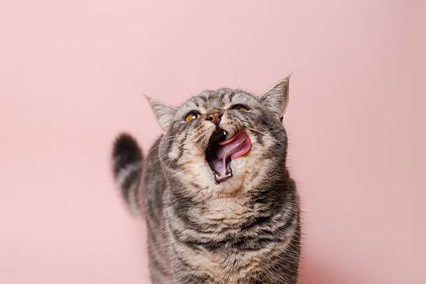 istock Gray funny cat licking its lips, isolated on pink background 2222235267