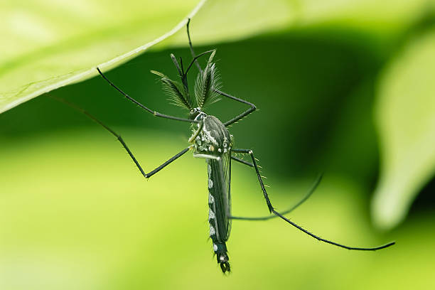 istock Asian tiger mosquito resting under green leaf 2222236281