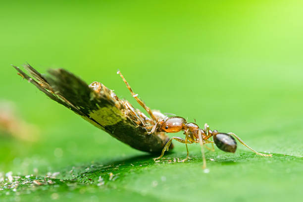 istock Red ant carrying butterfly wing on green leaf 2222236314