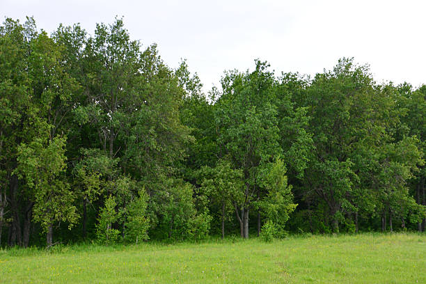 istock Lush green forest edge meeting a grassy field under a cloudy sky 2222238713