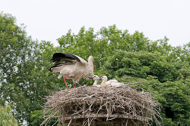 Countryside. Deserted places. White stork feeding its chicks in a large nest atop a tall structure, surrounded by green trees on a calm summer day