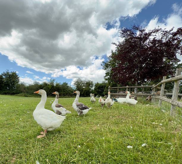 A flock of geese on a rural small holding in Northamptonshire
