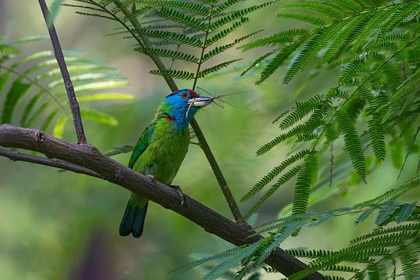 istock Vibrant Green Bird Perched on a Branch 2222242890
