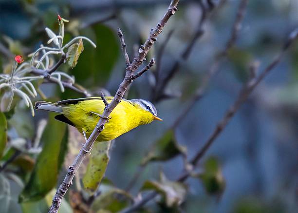 istock A vibrant yellow bird perched on a branch. 2222244080