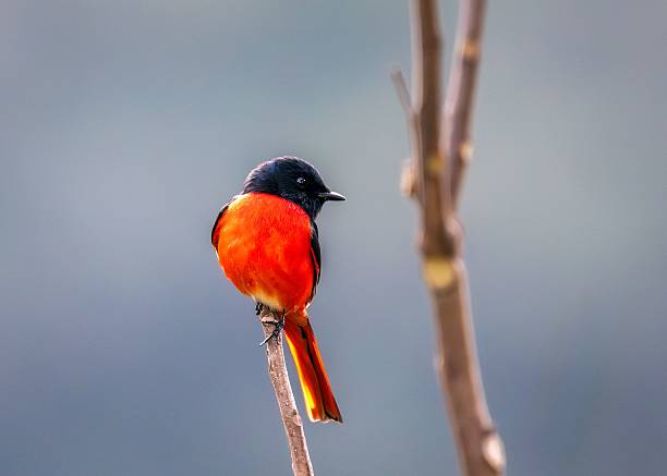 istock A vibrant orange and black bird perched on a branch 2222244094