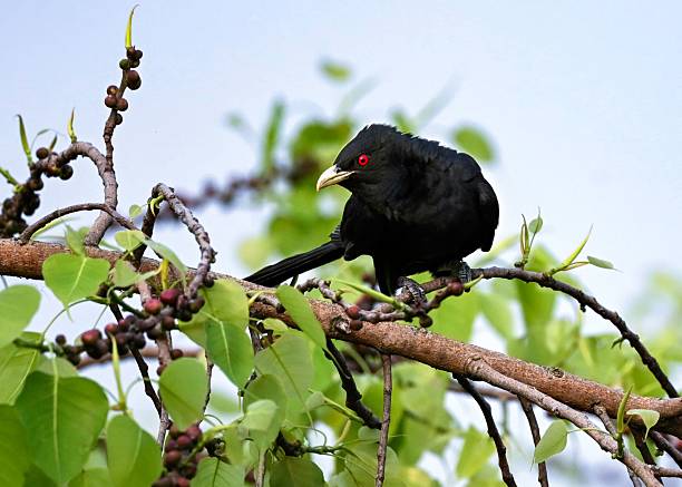 istock A black bird with red eyes on a branch 2222244112