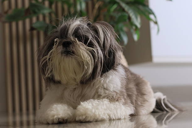 istock Shih Tzu at home 2222244582