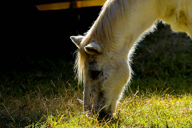 Backlit profile of a white horses head. The horse is grazing