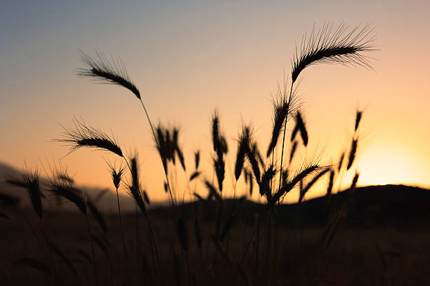 Braided wheat sheaf, isolated on black background.