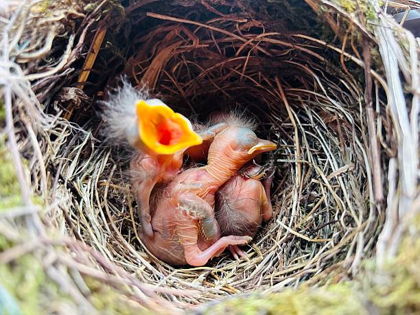 istock Babe Eurasian blackbird (Turdus merula) in nest 2222249014