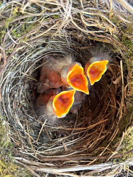 istock Babe Eurasian blackbird (Turdus merula) hungry in the nest 2222249098