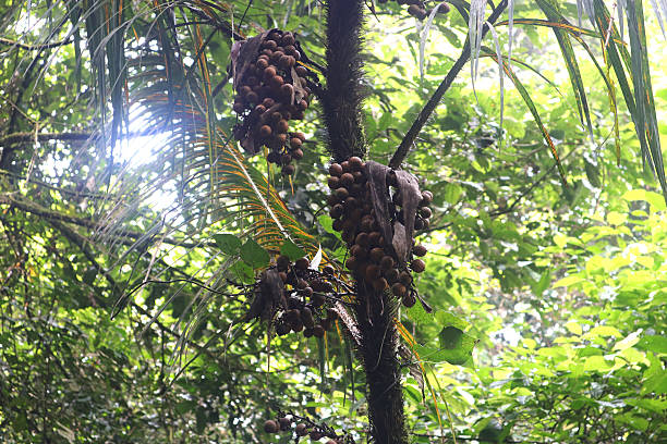 A fruiting rattan palm (Calamus sp.) growing in its natural habitat within a dense tropical rainforest. The spiny stem is visible, along with large clusters of round, brown rattan fruits hanging beneath the palm leaves. Rattan is a climbing palm commonly found in Southeast Asia, valued for its strong, flexible canes used in traditional furniture and crafts. The image captures the plant’s natural defense mechanisms and its role in the biodiversity of jungle ecosystems.