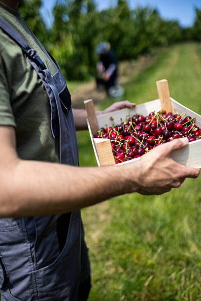 istock Worker harvesting fresh cherries in sunny orchard during summer season 2222250593