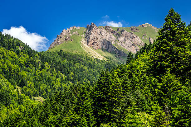 Beauty in nature with mountain ridge, trees, summit, suitable for background and environment topic. This is Shar Mountain in North Macedonia.