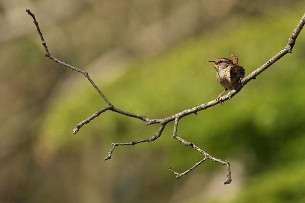 istock Bird on a branch in serene setting. 2222251515