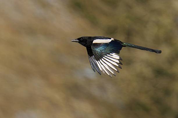 istock Magpie in flight with outstretched wings. 2222251548