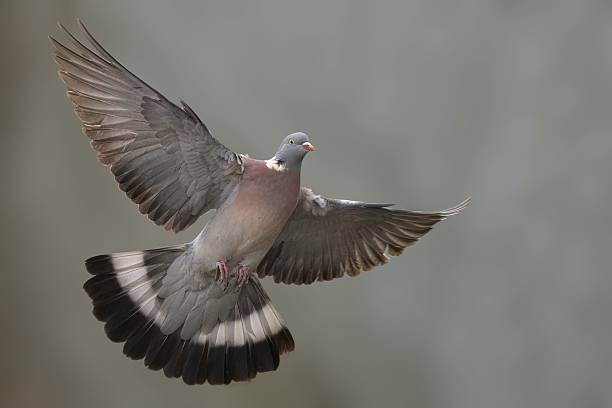 istock Close-up of a pigeon in flight 2222251573