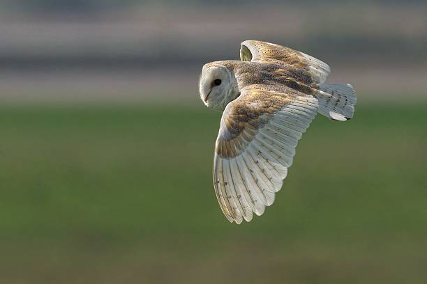 istock Barn owl in flight over green landscape. 2222251581