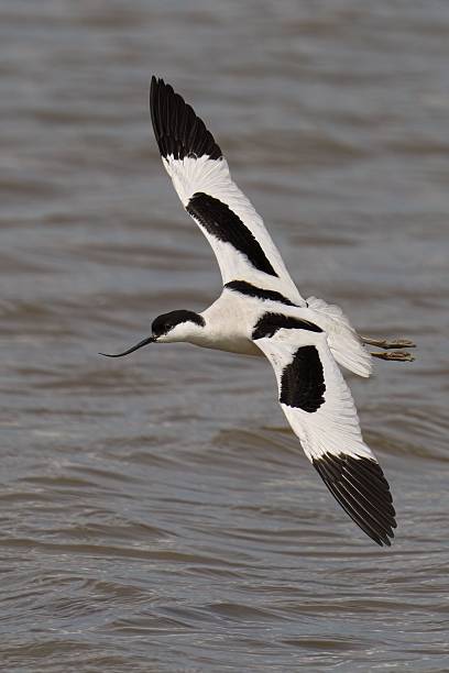 istock Avocet in Flight Over Water 2222251586