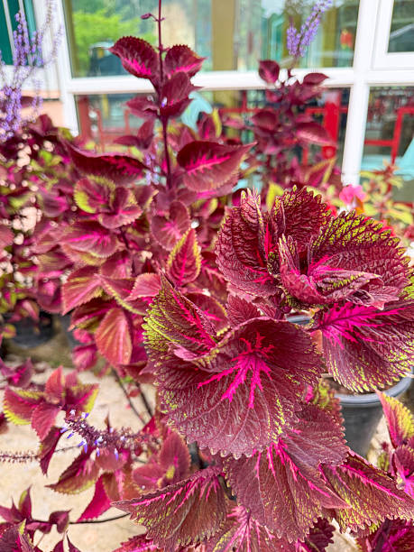 Vibrant Red and Green Coleus Leaves in Bloom