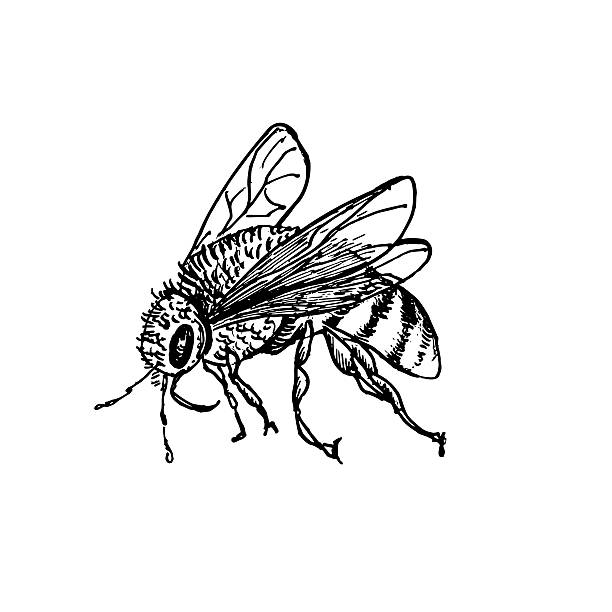 Bee flight hand drawn black and white outline vector botanical illustration. Wasp monochrome drawing. Buzzing insects by ink sketch for entomology art, garden product packaging, and honey label.