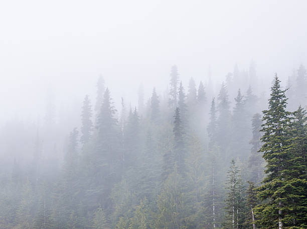 istock Olympic National Park tall, foggy forest 2222253542