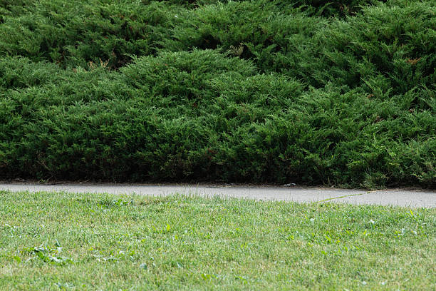 Lush green shrubs line a well-maintained walkway in the park, creating a serene atmosphere. Bright grass patches complement the foliage, inviting relaxation under the sun.