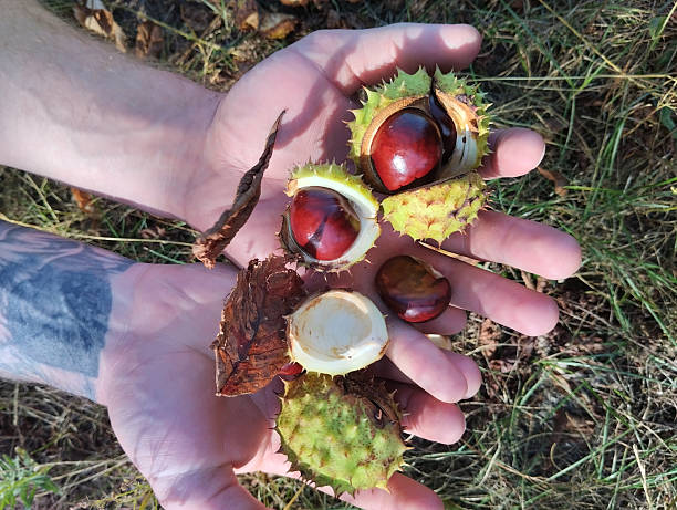 istock chestnuts in prickly shell lying in grass hands top view 2222255959