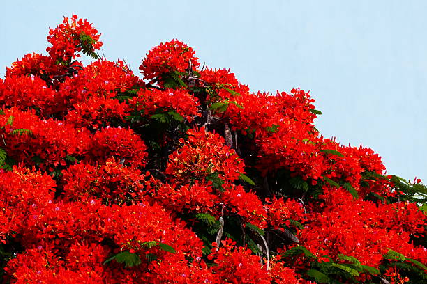 Red Flamboyant (Delonix regia): Tenerife, Canary islands