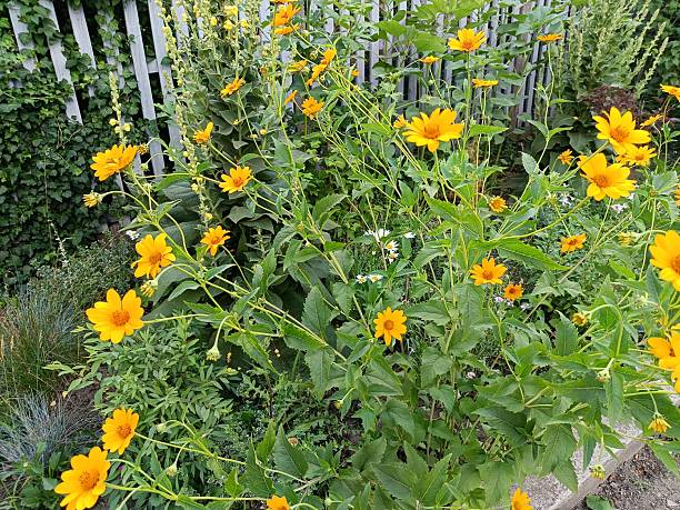 istock bright yellow heliopsis blooming in the garden 2222259781