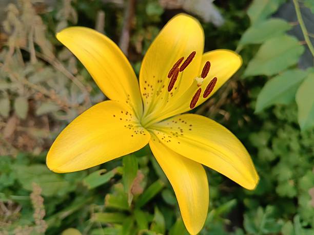 yellow lily with brown stamens close-up