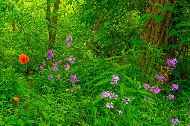 istock Wildflowers along a woods edge-Howard County, Indiana 2222259901