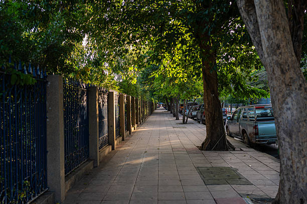 Asphalt pathway road in city green tree park sunset nature landscape