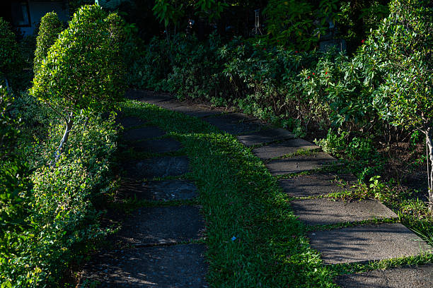 Asphalt pathway road in city green tree park sunset nature landscape