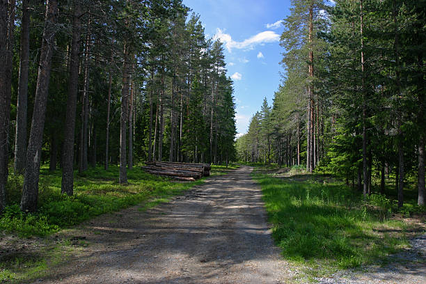 wide angle view of an off-road trail passing in the middle of a majestic coniferous forest in a mountain environment in autumn