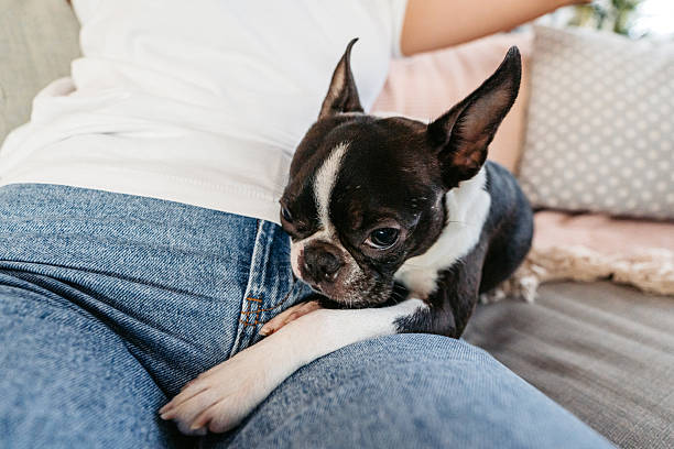 istock Boston Terrier Dog Lying In His Female Owner's Lap 2222263276