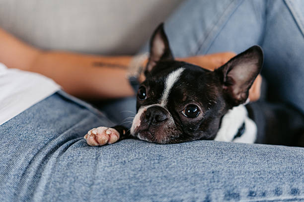 istock Boston Terrier Dog Lying In His Female Owner's Lap 2222263298