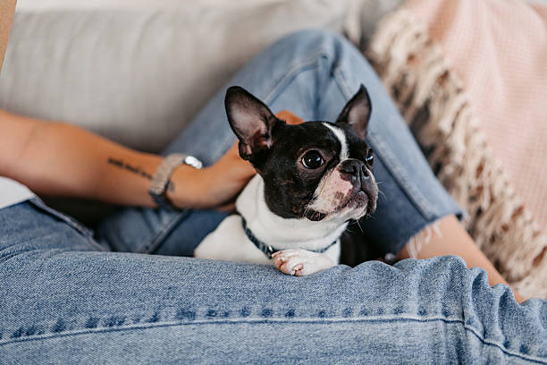 istock Young Woman Petting Her Boston Terrier Dog 2222263441