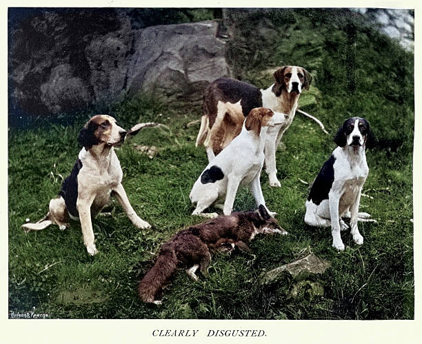 Foxhounds and Vixen, Fox, Victorian, 1890s, Vintage colourised photograph 19th Century