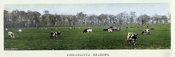 Dairy farming history, Cattle, Cows in the meadow, Coolangatta, New South Wales, Australia, Victorian, 1890s, Vintage colourised photograph