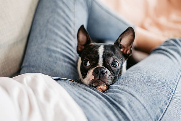 istock Boston Terrier Dog Lying In His Female Owner's Lap 2222264492