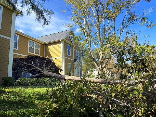 istock Uprooted large fallen tree by house after hurricane 2222265516