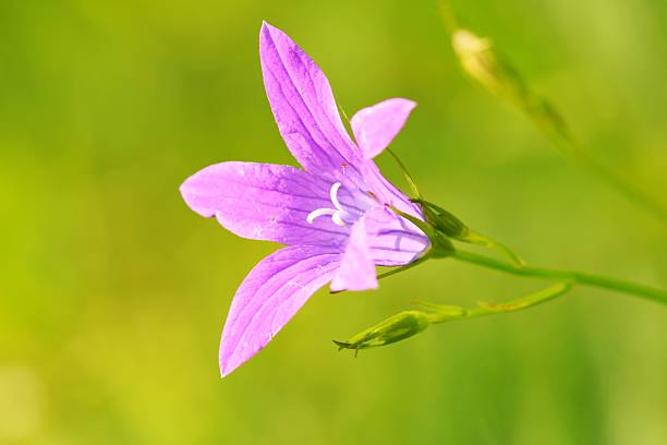 This charming macro photograph captures a delicate bellflower (Campanula) in a soft lavender-purple hue, set against a beautifully blurred green background. The central white pistil stands out, drawing the eye, while the petals gently unfurl, showcasing their subtle texture