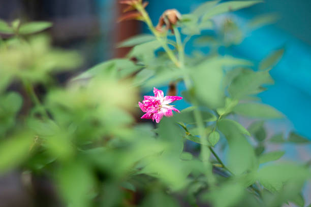 Red flowers, many leaves, blurred background