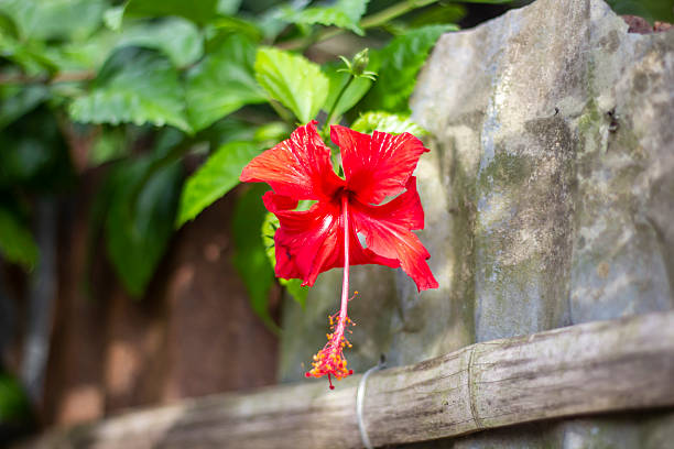 istock red flowers, many leaves, blurred background 2222266930